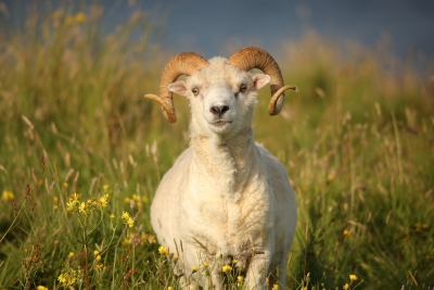 Shetland Ram